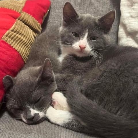 THE FERRY CREW LITTER: LARRY & GARY, an adopted Domestic Short Hair in Campbell River, BC image 3/5