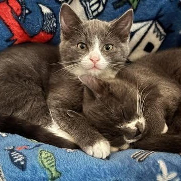 THE FERRY CREW LITTER: LARRY & GARY, adopted, Kitten Male Domestic Short Hair.