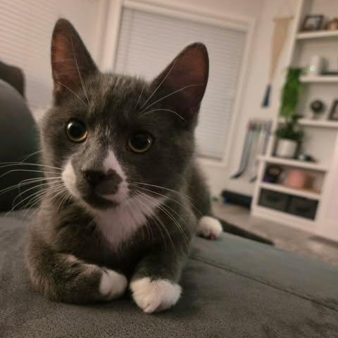 THE FERRY CREW LITTER: LARRY & GARY, an adopted Domestic Short Hair in Campbell River, BC image 5/5