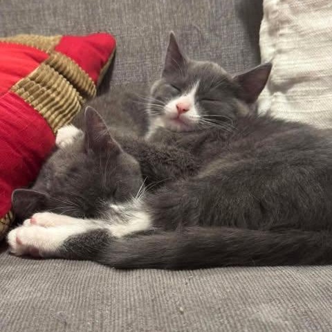 THE FERRY CREW LITTER: LARRY & GARY, an adopted Domestic Short Hair in Campbell River, BC image 2/5