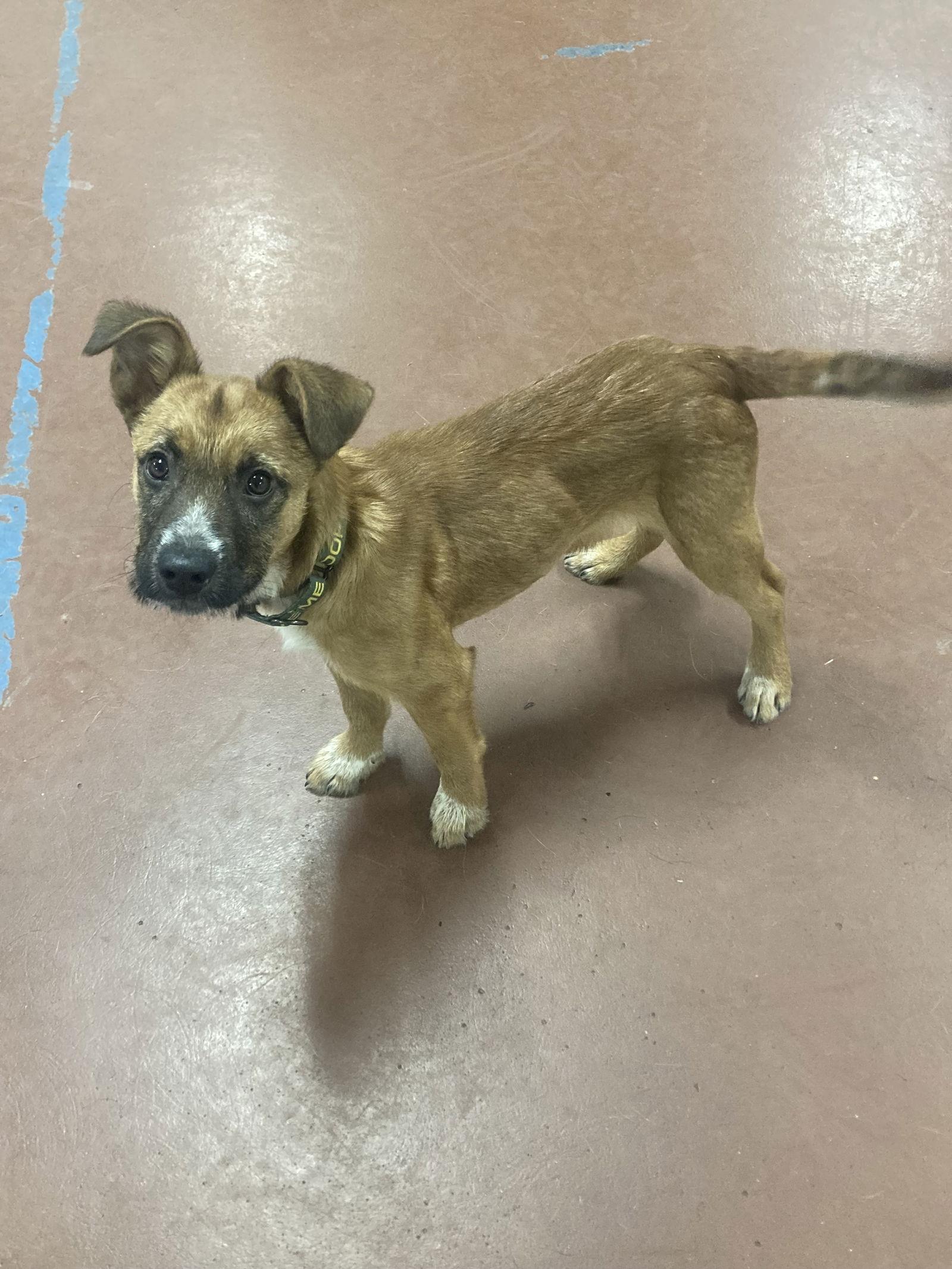 Rowlf, a Adoptable Shepherd in Berwick, PA image 1/3