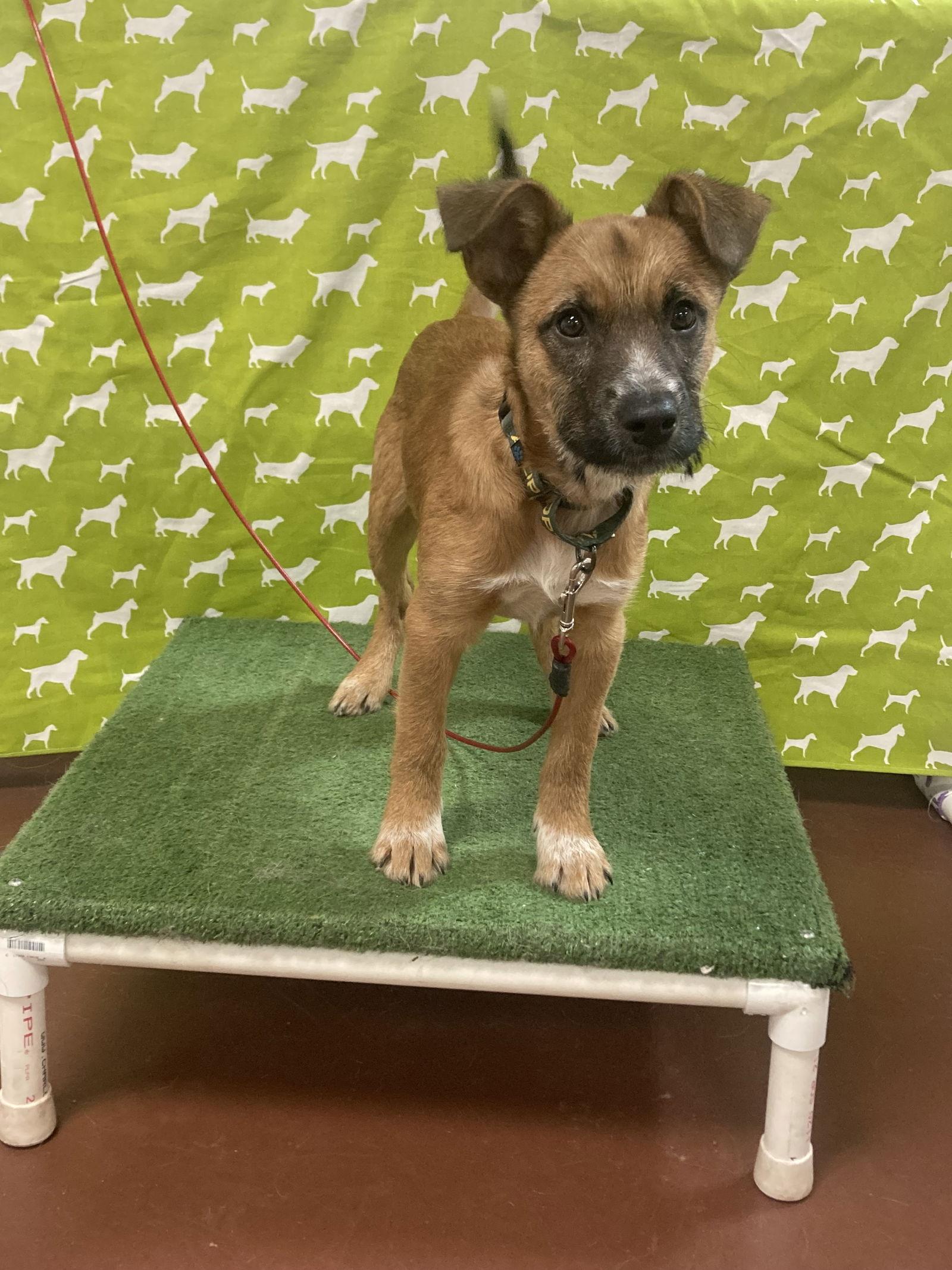 Rowlf, a Adoptable Shepherd in Berwick, PA image 3/3