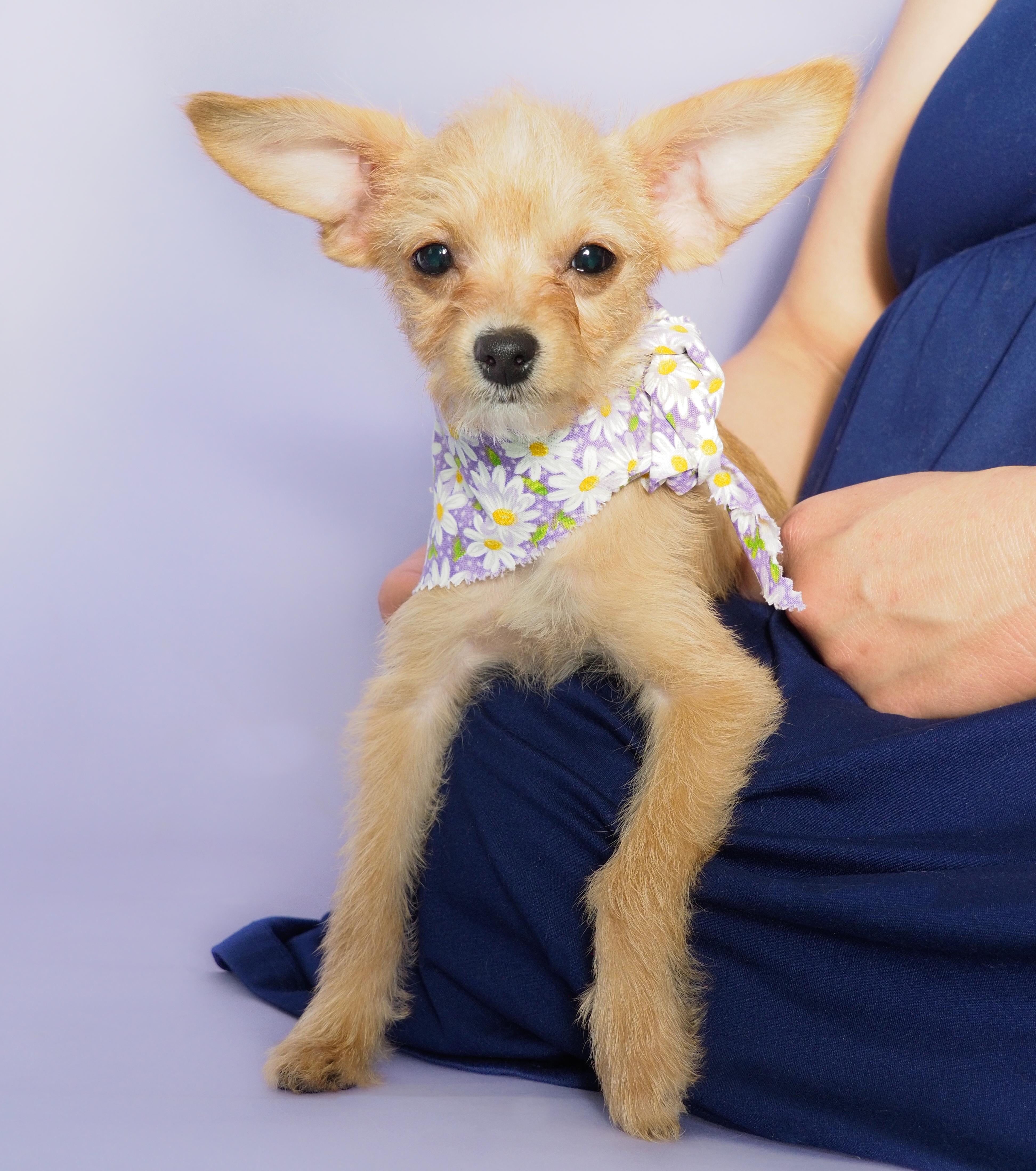 Daisy, a ADOPTABLE mixed breed in PHOENIX, AZ image 1/5