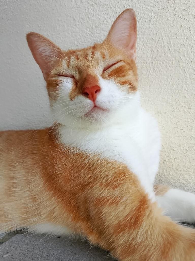 Iris, Adoptable, Young Female American Shorthair.