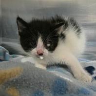 Enlarge Nancy, a Adoptable mixed breed in Fort Collins, CO image 1/1