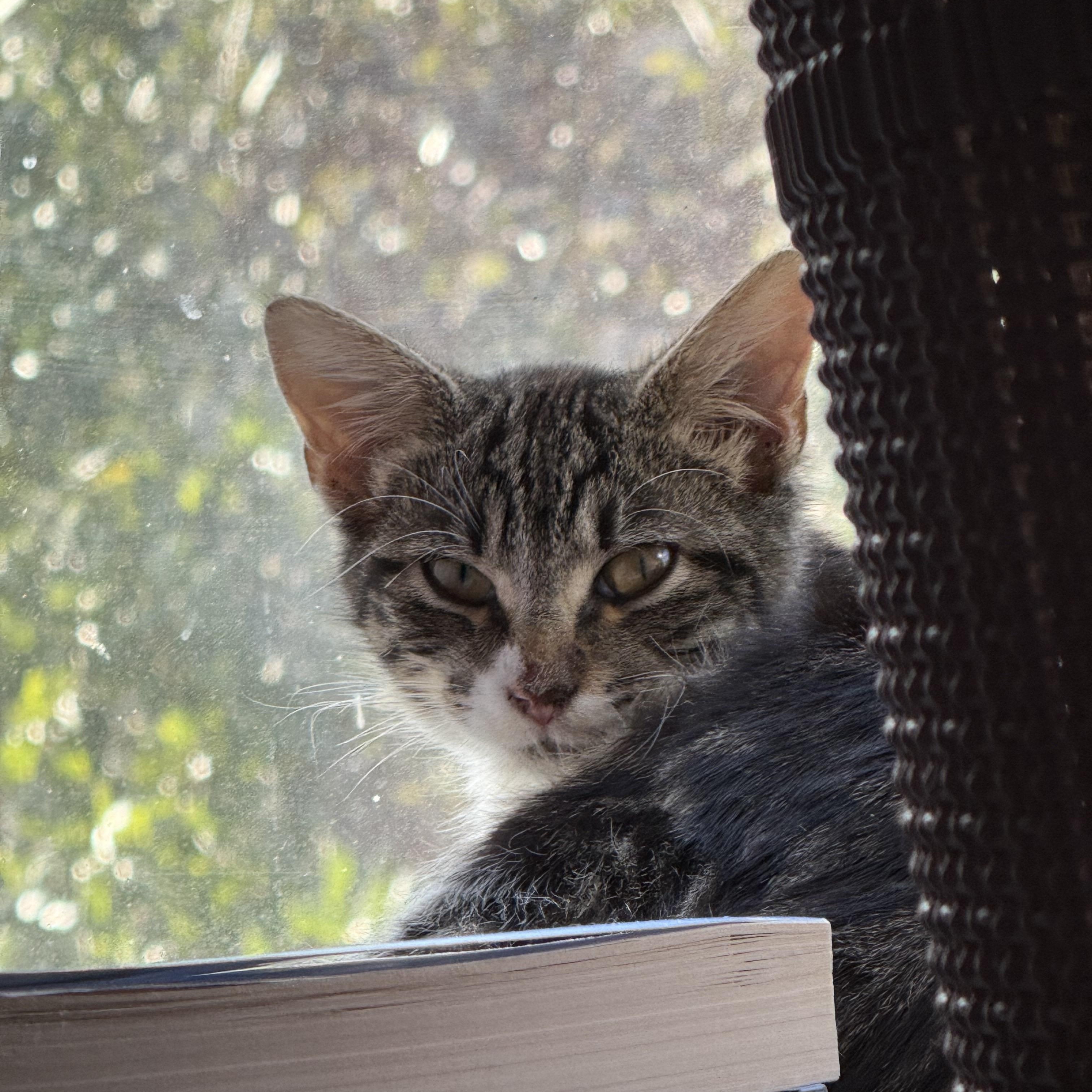 Enlarge Twiggy, a Adoptable Domestic Short Hair in Buffalo, NY image 3/5