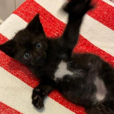 Bear, a Adoptable Domestic Short Hair in Los Angeles, CA image 1/4