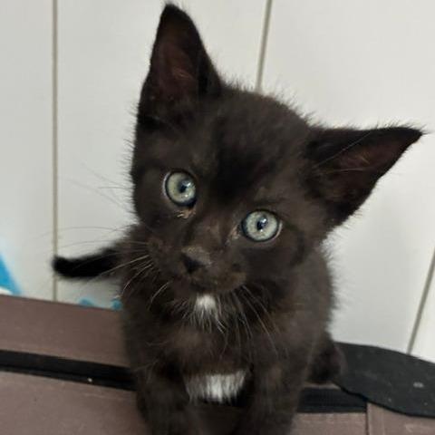 Bear, a Adoptable Domestic Short Hair in Los Angeles, CA image 2/4