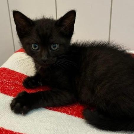 Bear, a Adoptable Domestic Short Hair in Los Angeles, CA image 3/4