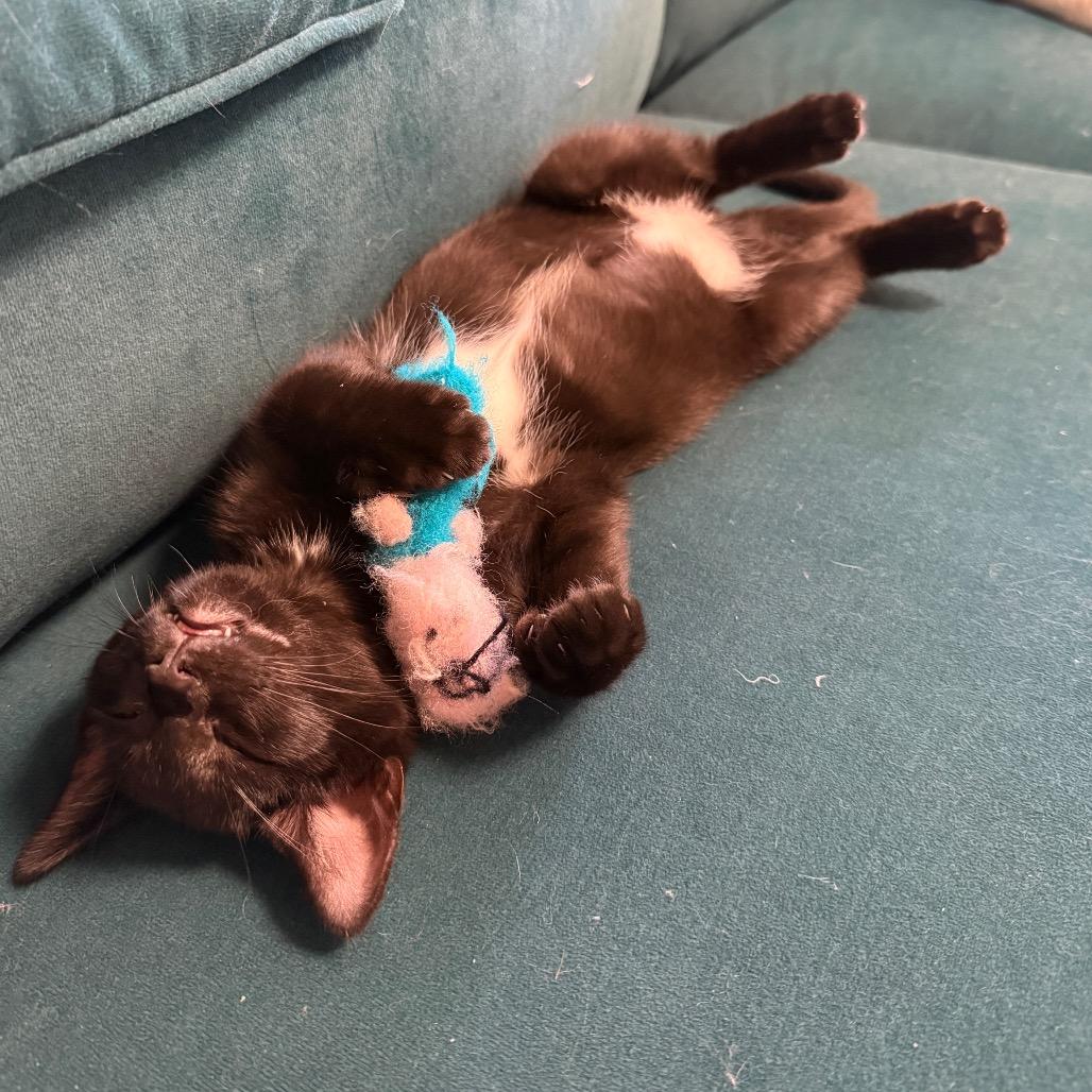 Bear, a Adoptable Domestic Short Hair in Los Angeles, CA image 4/6