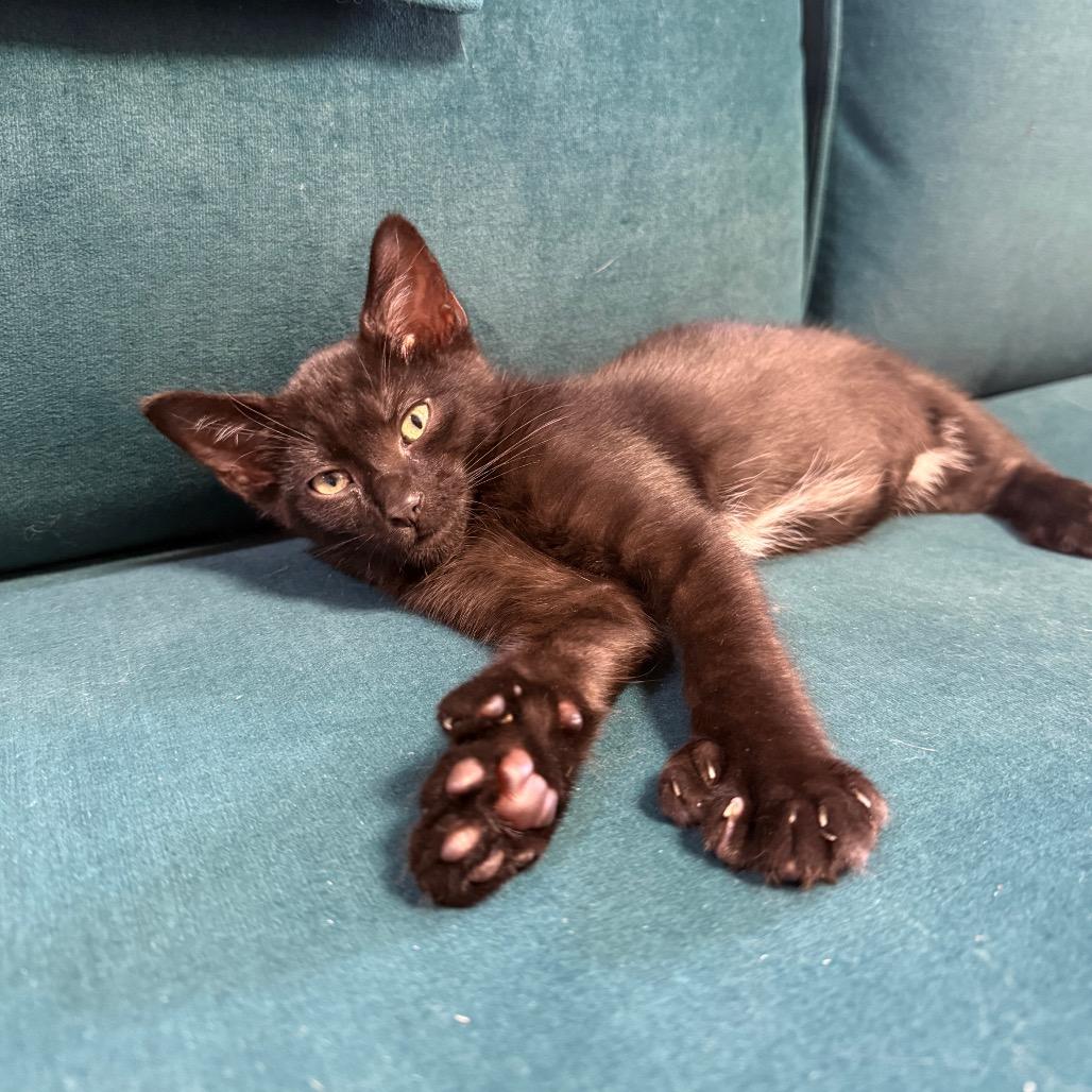 Bear, a Adoptable Domestic Short Hair in Los Angeles, CA image 6/6