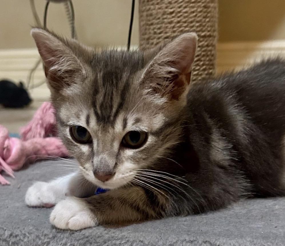 Dori, ADOPTABLE, Young Female American Shorthair.