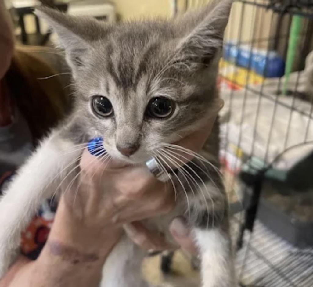Enlarge Dori, a ADOPTABLE American Shorthair in Houston, TX image 3/5