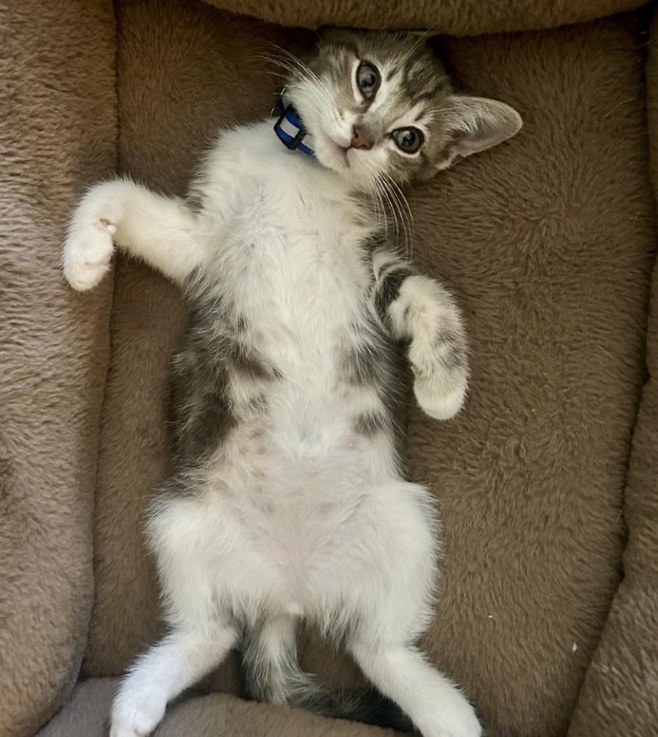 Enlarge Dori, a ADOPTABLE American Shorthair in Houston, TX image 4/5