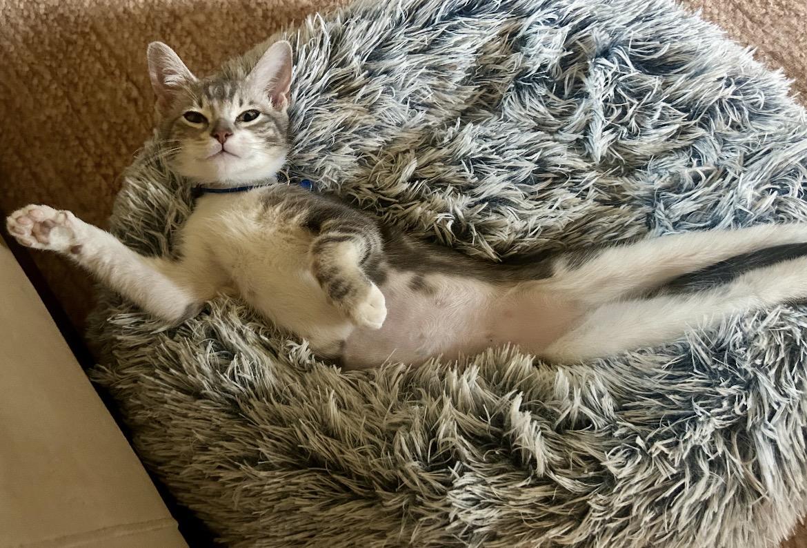 Enlarge Dori, a ADOPTABLE American Shorthair in Houston, TX image 5/5