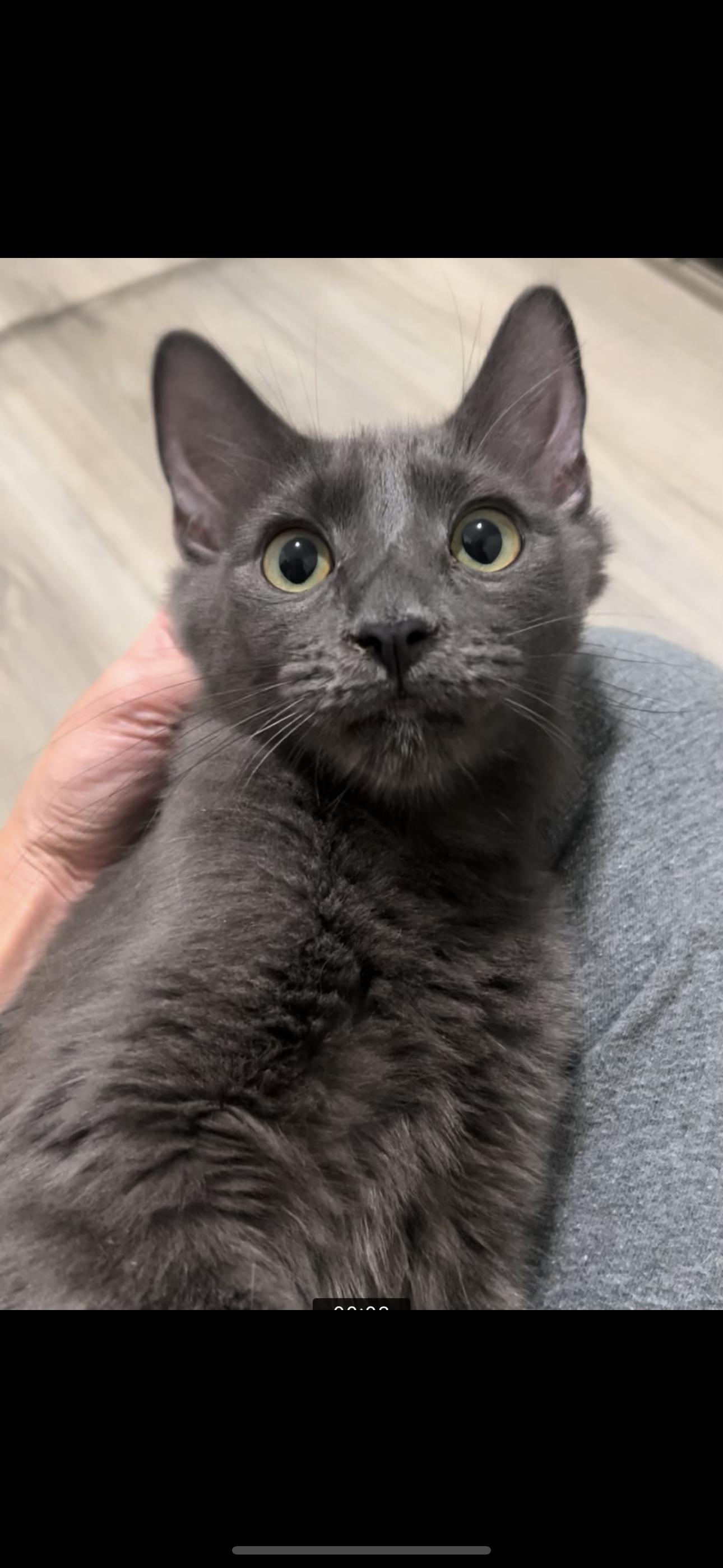 Earl (Bonded to Java)