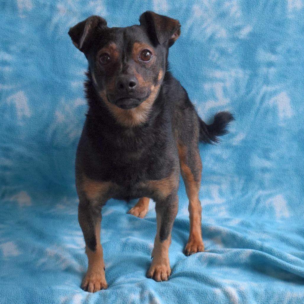 Enlarge Arlo, a Adoptable Chihuahua in Eureka, CA image 1/4