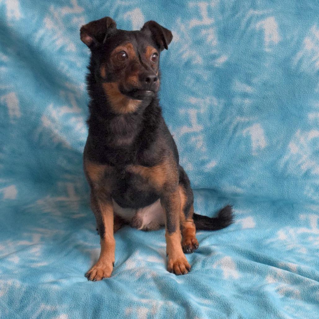 Enlarge Arlo, a Adoptable Chihuahua in Eureka, CA image 4/4