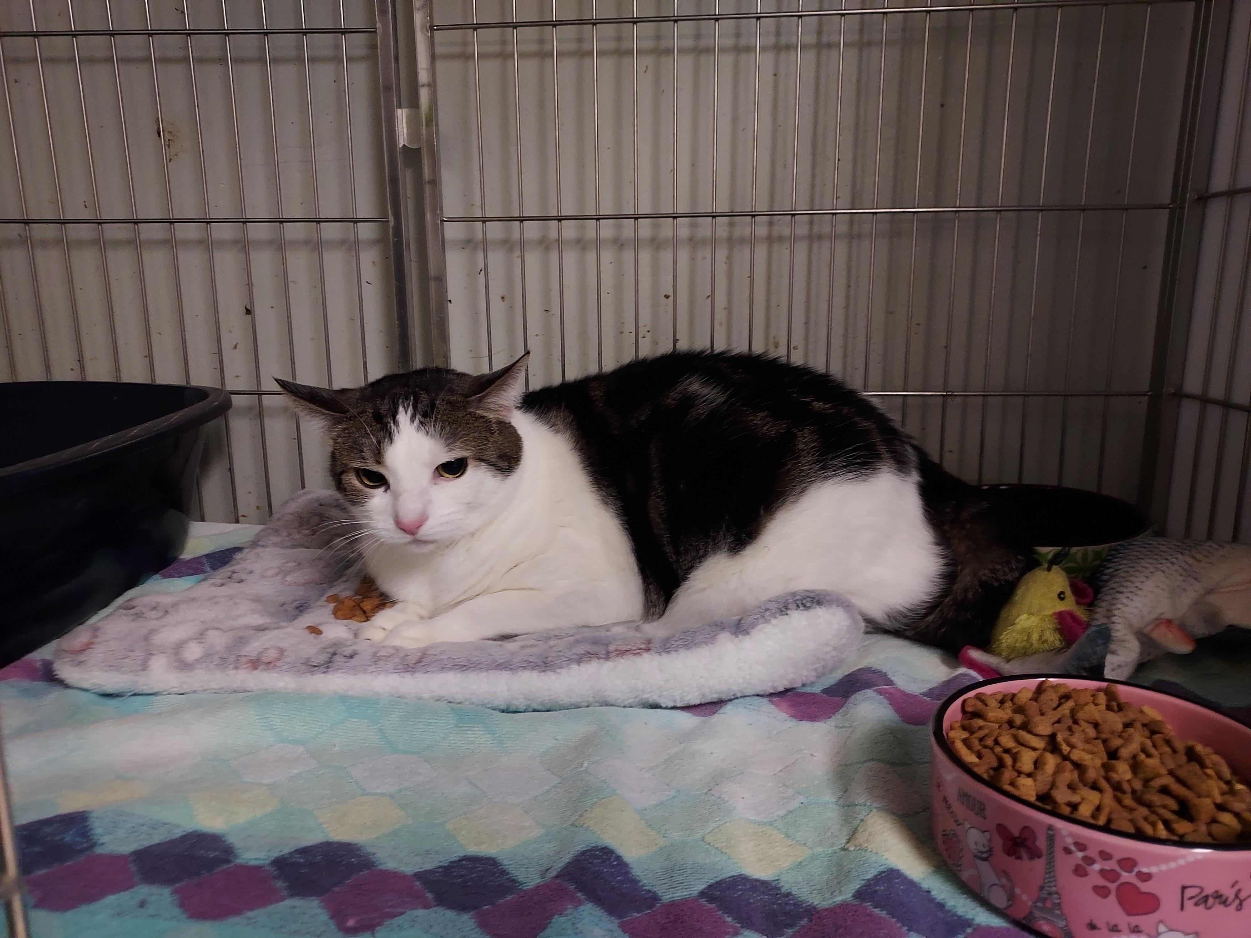 Enlarge Reilly & Ricky at Luna Cat Collective, a ADOPTABLE Domestic Short Hair in Ellicott City, MD image 3/3
