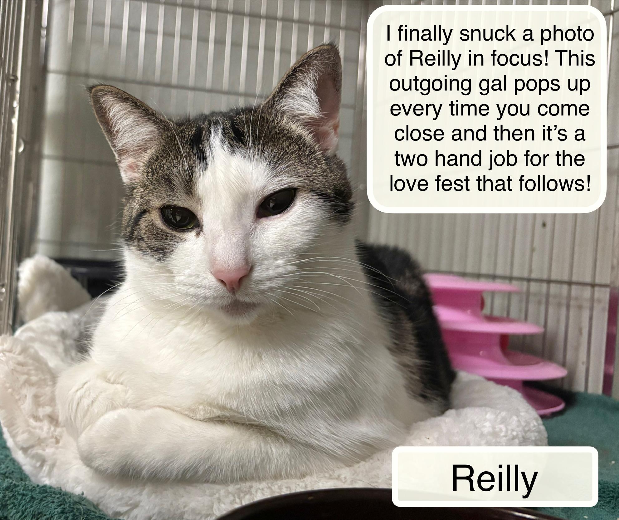 Reilly & Ricky at Luna Cat Collective, ADOPTABLE, Adult Female Domestic Short Hair.