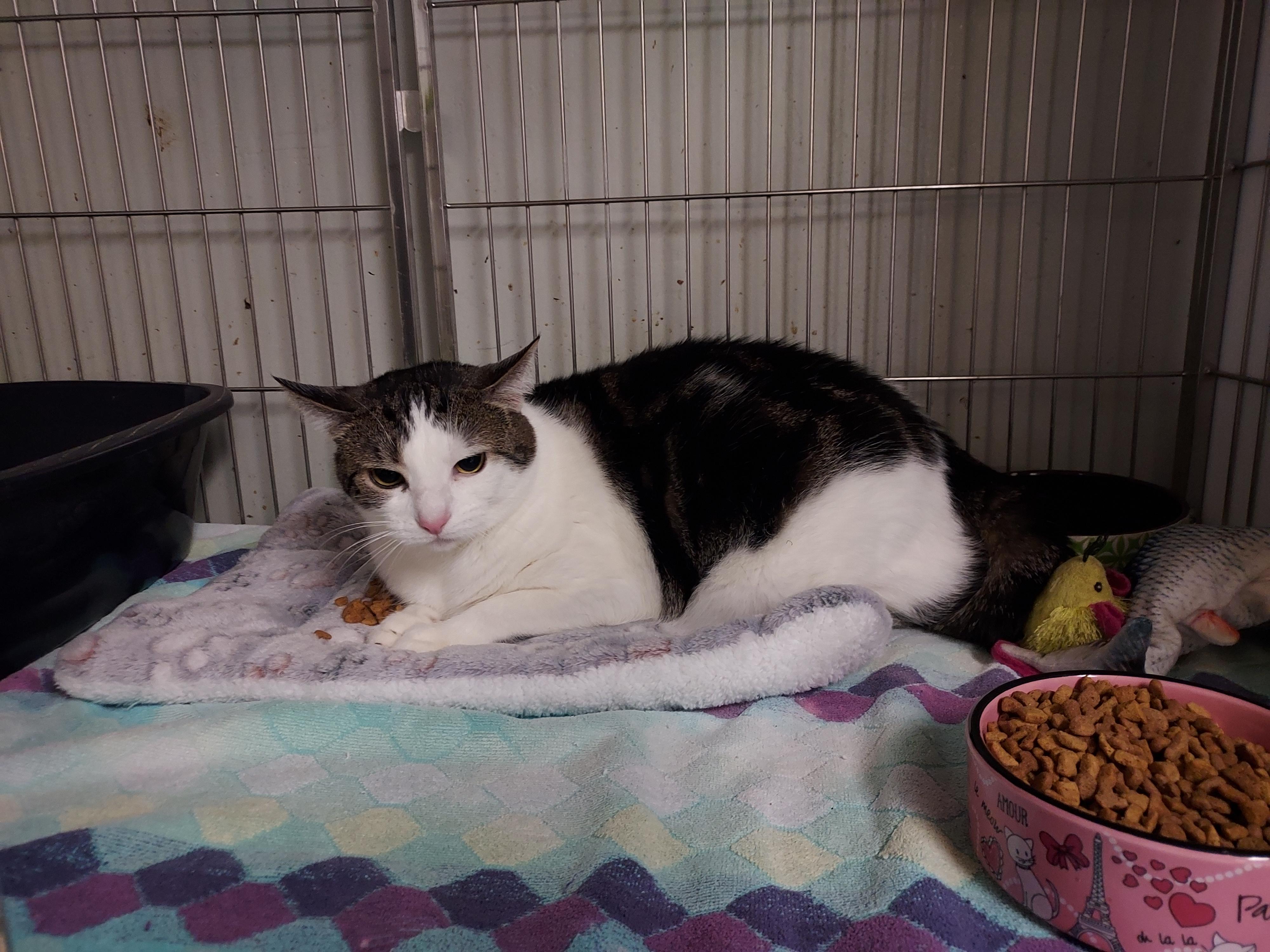 Enlarge Reilly & Ricky at Luna Cat Collective, a ADOPTABLE Domestic Short Hair in Ellicott City, MD image 2/3