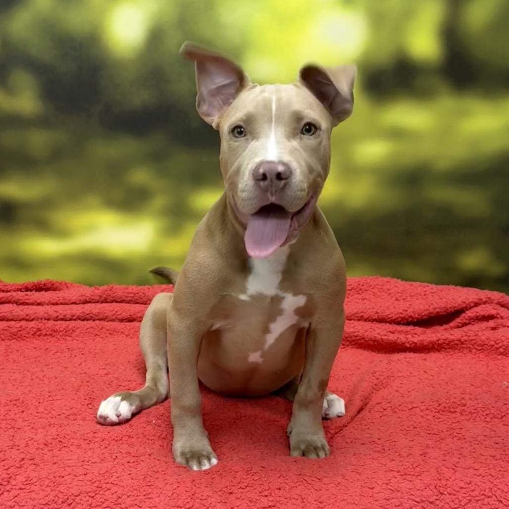 Luna, Adoptable, Puppy Female Terrier & Mixed Breed.