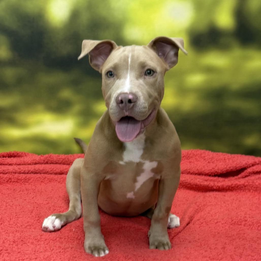 Luna, a Adoptable mixed breed in Auburn, NH image 2/2