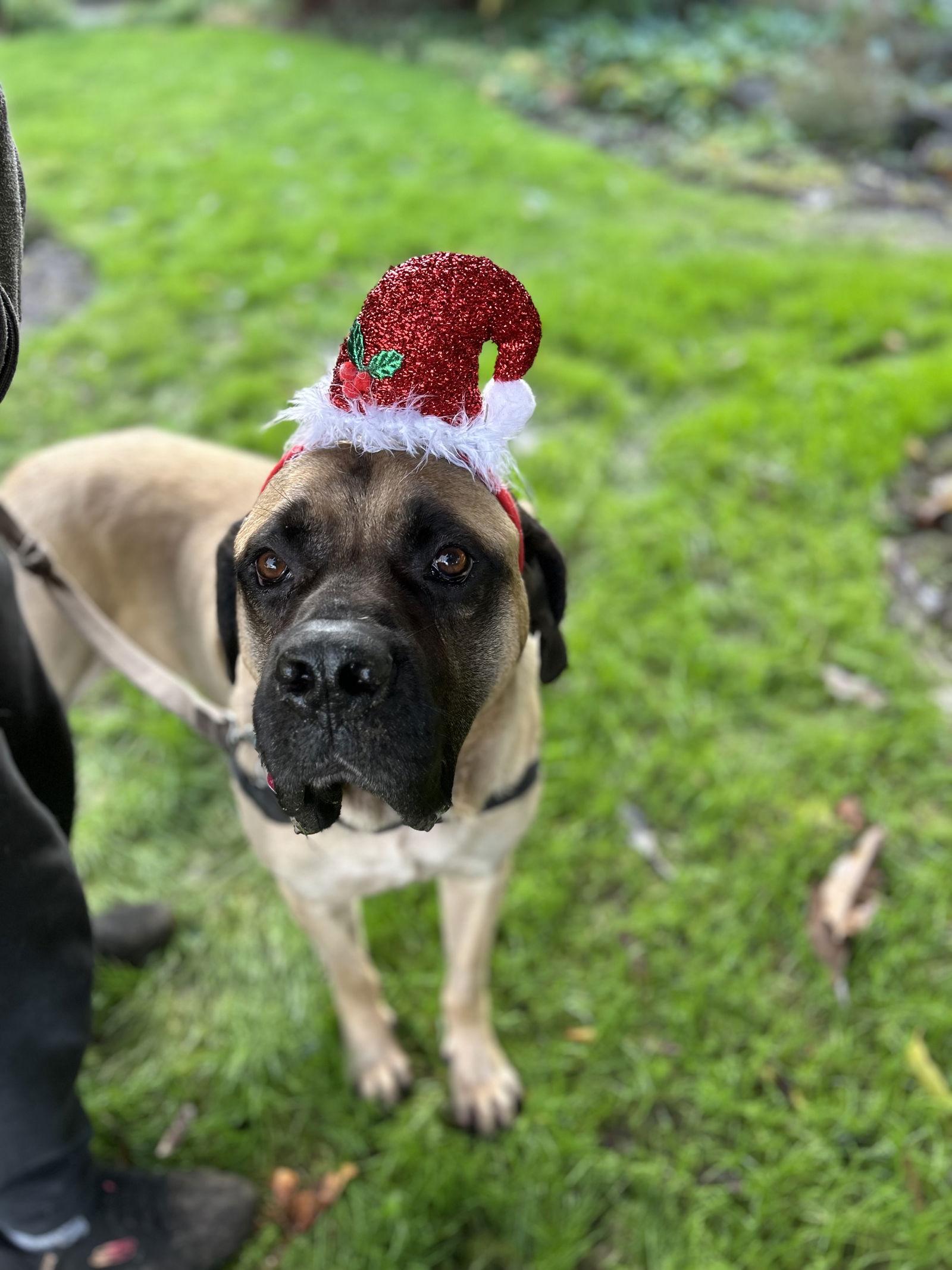 Dusty, Adoptable, Adult Male Mastiff.