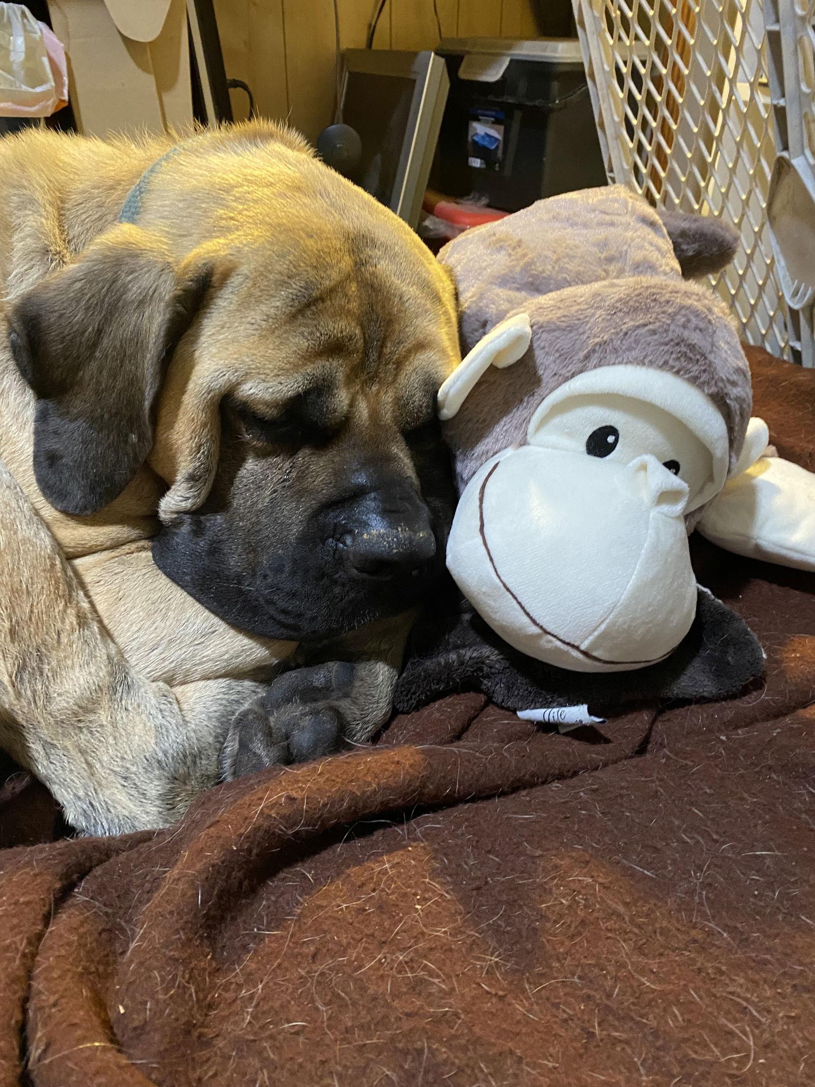 Enlarge Dusty, a Adoptable Mastiff in McMinnville, OR image 2/3