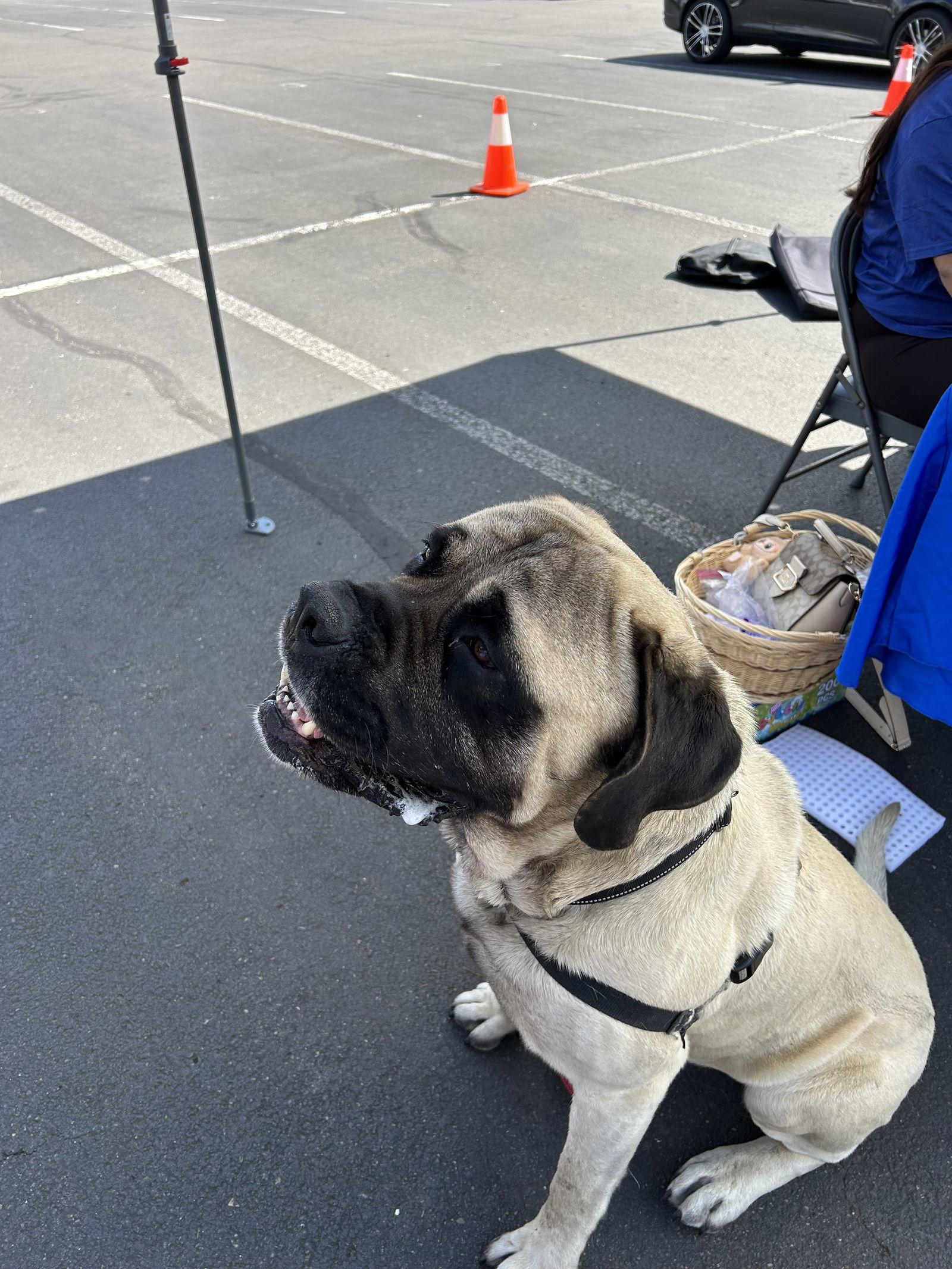 Enlarge Dusty, a Adoptable Mastiff in McMinnville, OR image 3/3