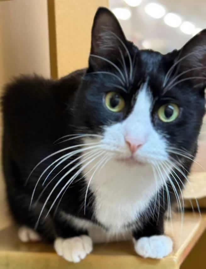 Enlarge Mimi and Pepito ^^ Bonded Pair ^^, a ADOPTABLE Domestic Short Hair in Miami, FL image 2/5