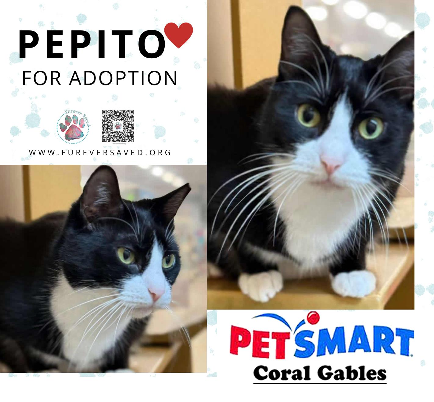 Enlarge Mimi and Pepito ^^ Bonded Pair ^^, a ADOPTABLE Domestic Short Hair in Miami, FL image 5/5