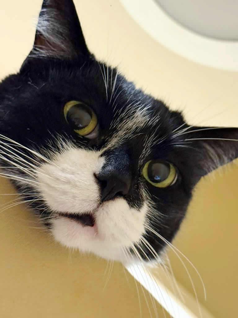 Enlarge Mimi and Pepito ^^ Bonded Pair ^^, a ADOPTABLE Domestic Short Hair in Miami, FL image 4/5