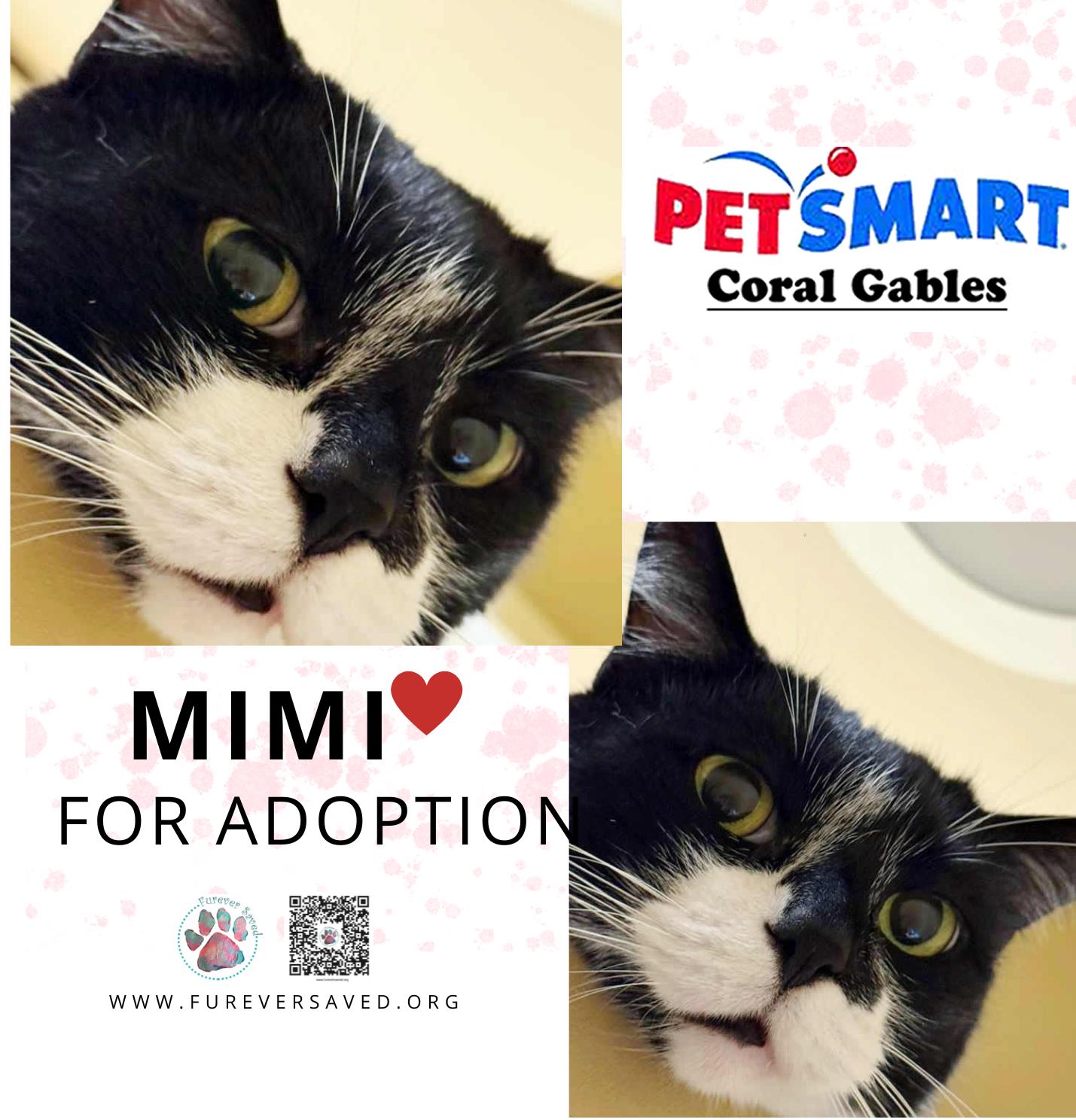 Enlarge Mimi and Pepito ^^ Bonded Pair ^^, a ADOPTABLE Domestic Short Hair in Miami, FL image 3/5