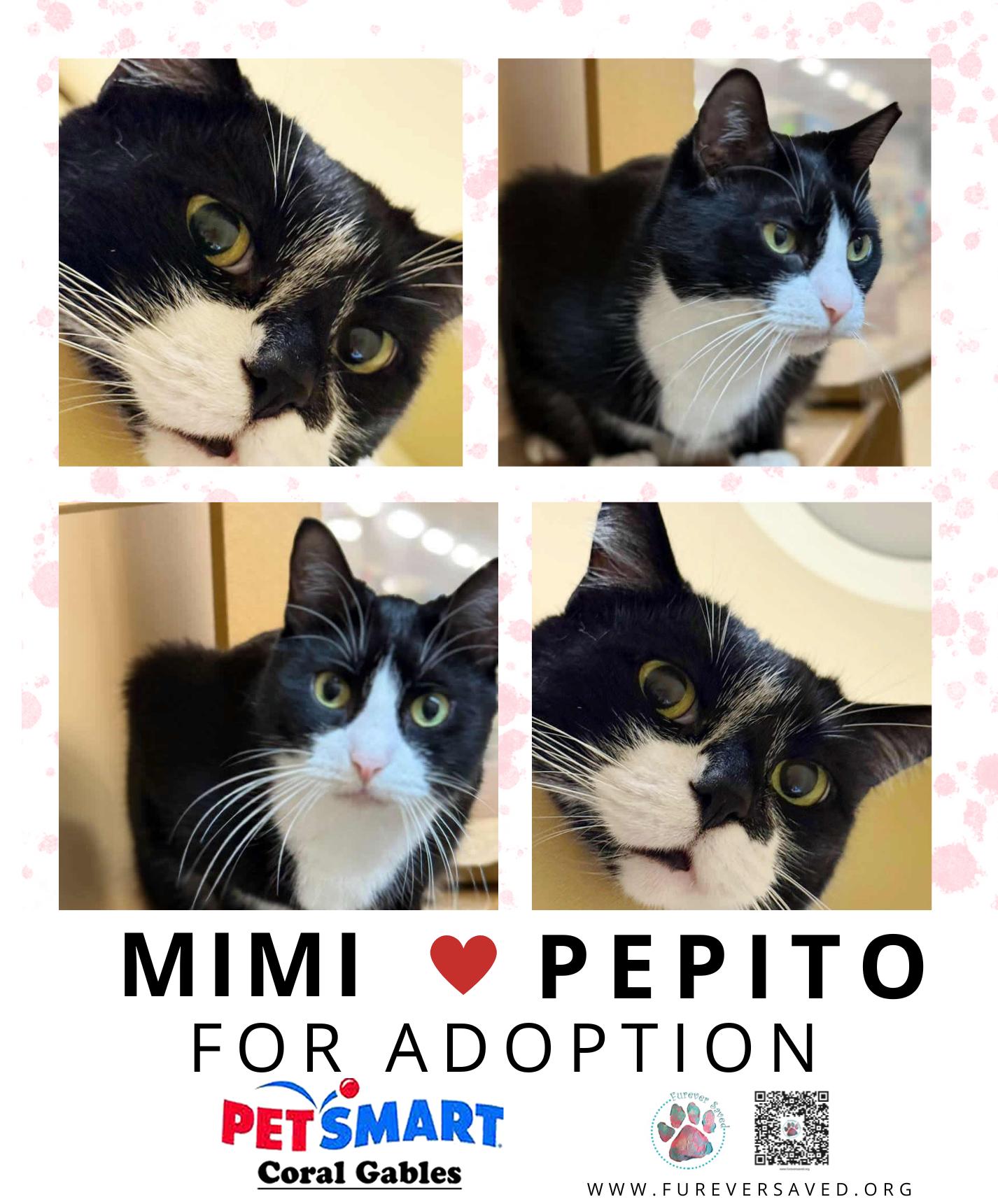 Mimi and Pepito ^^ Bonded Pair ^^, ADOPTABLE, Young Male Domestic Short Hair.