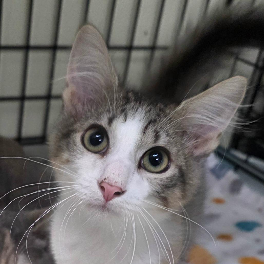 Cuddles, Adoptable, Kitten Male Domestic Long Hair.
