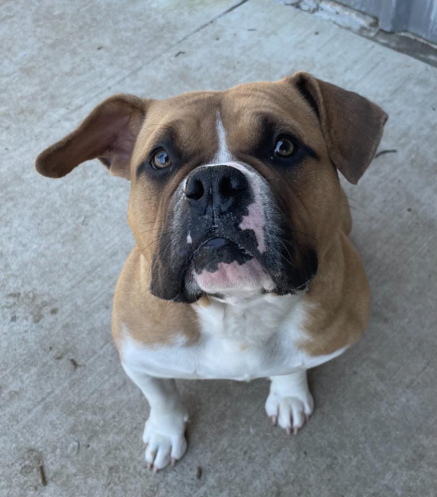 Enlarge Roxi, a Adoptable American Bulldog in Little Elm, TX image 1/2