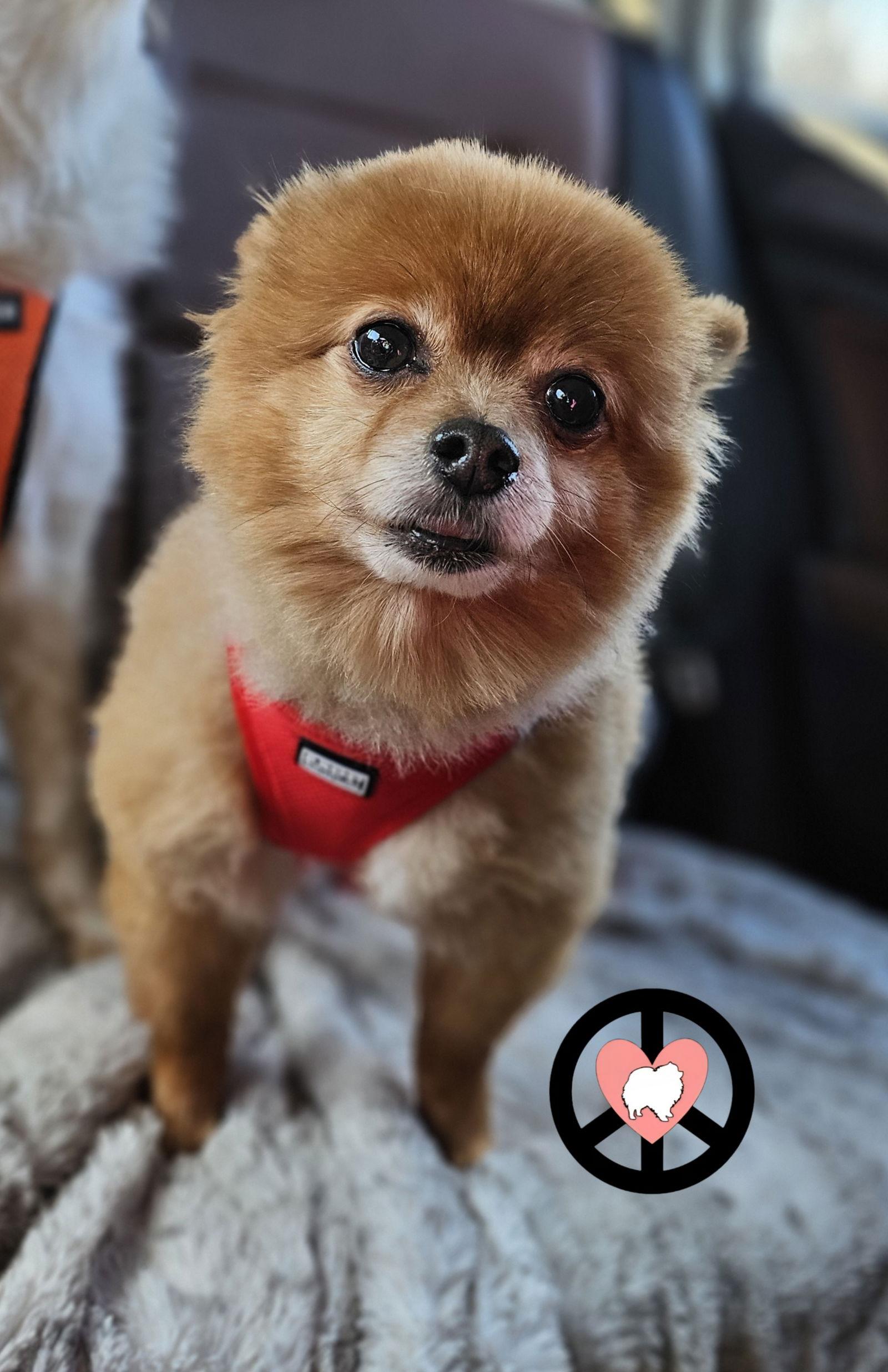 Hank Jr, Adopted, Adult Male Pomeranian.