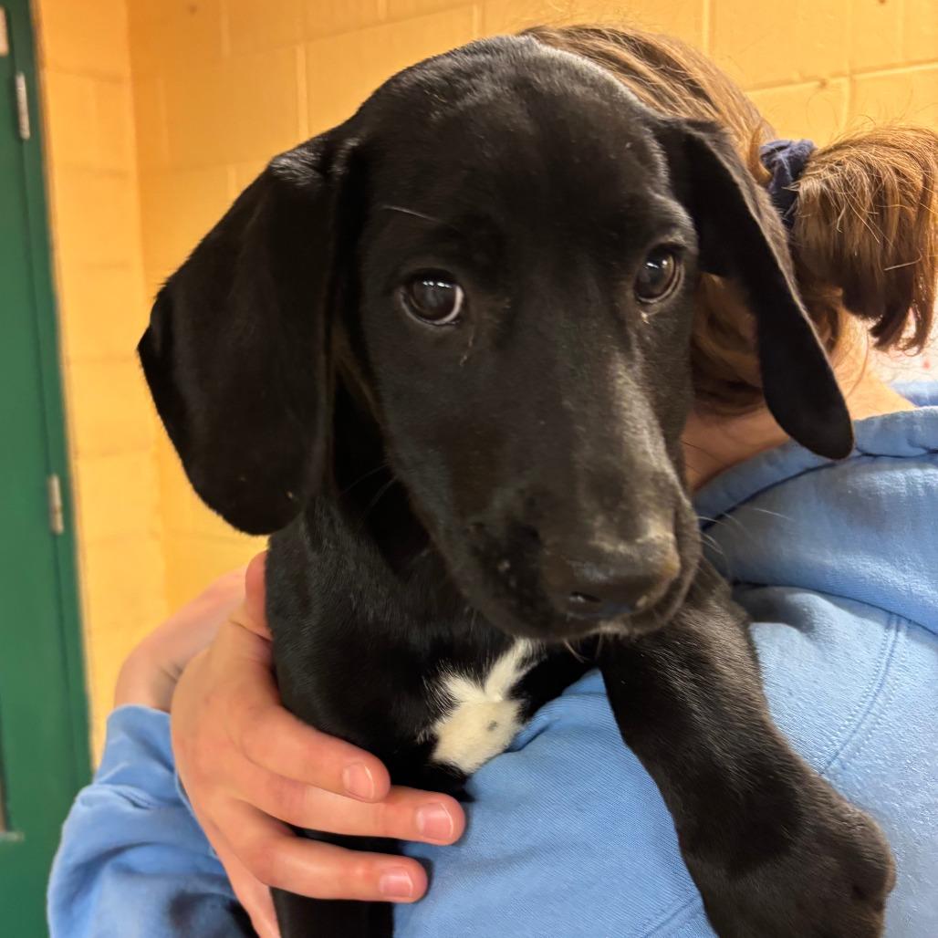 Mahogany, Adoptable, Puppy Female Mixed Breed.