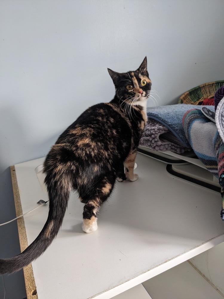 Pisces, Adoptable, Young Female Domestic Short Hair.