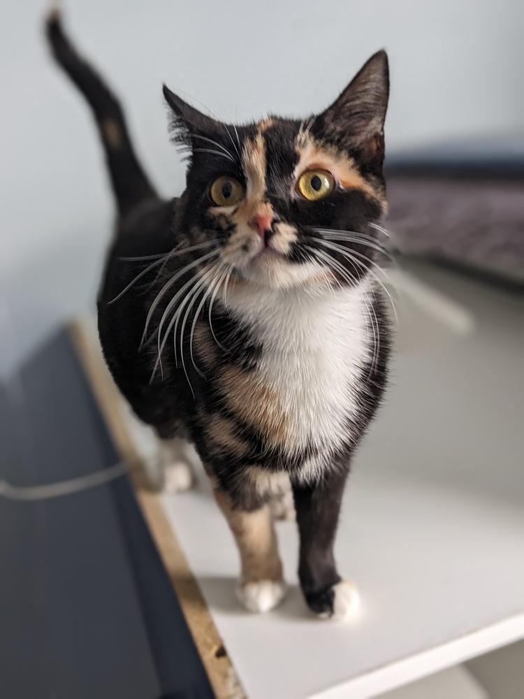 Enlarge Pisces, a Adoptable Domestic Short Hair in Lewisburg, TN image 2/2