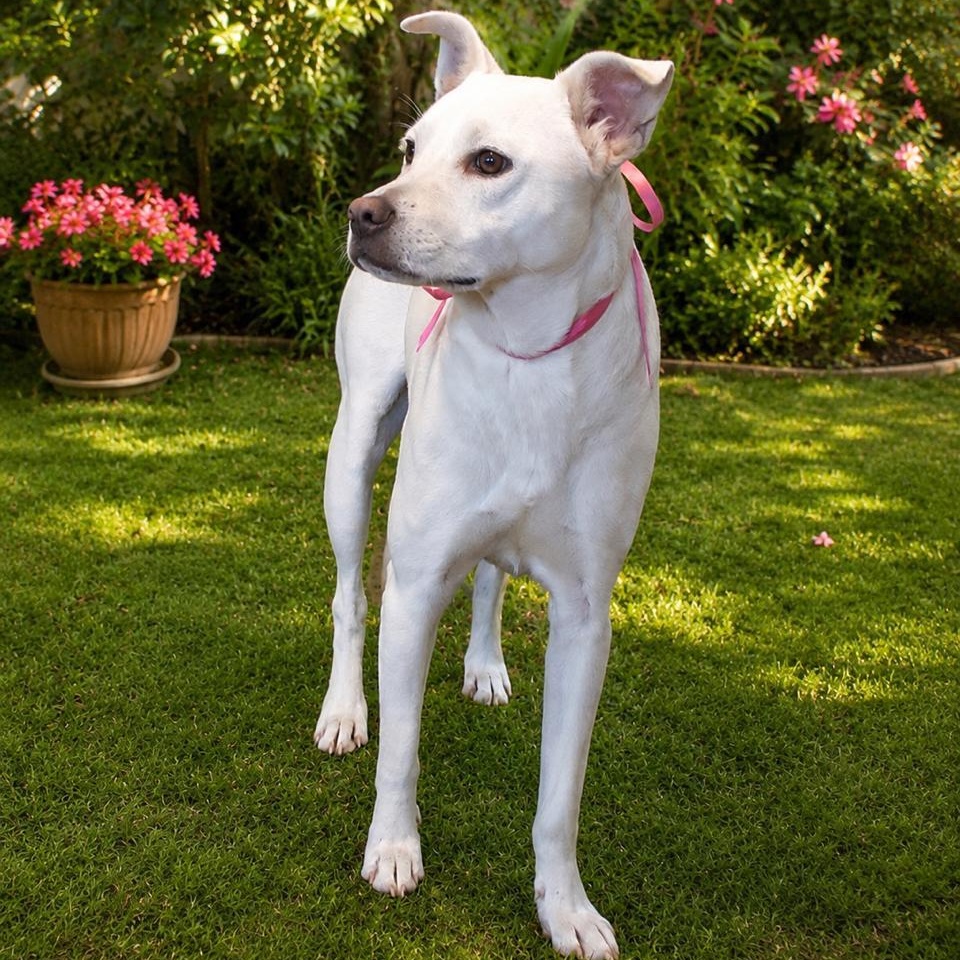 Enlarge Paloma, a Adoptable Mixed Breed in Tijuana, BCN image 1/1