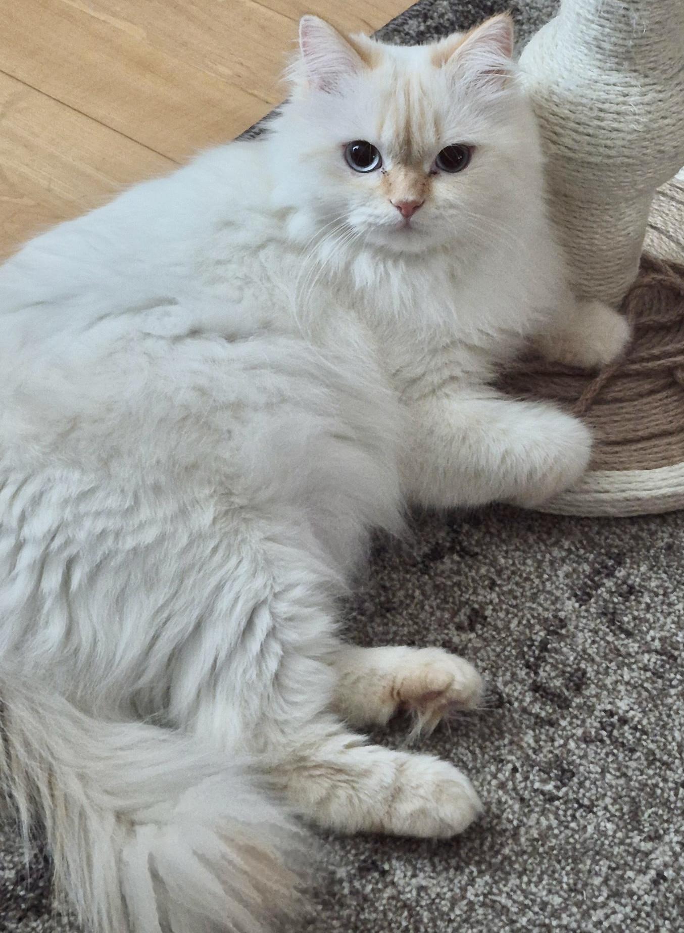 Enlarge Lina, a Adoptable Persian in Allentown, NJ image 1/6