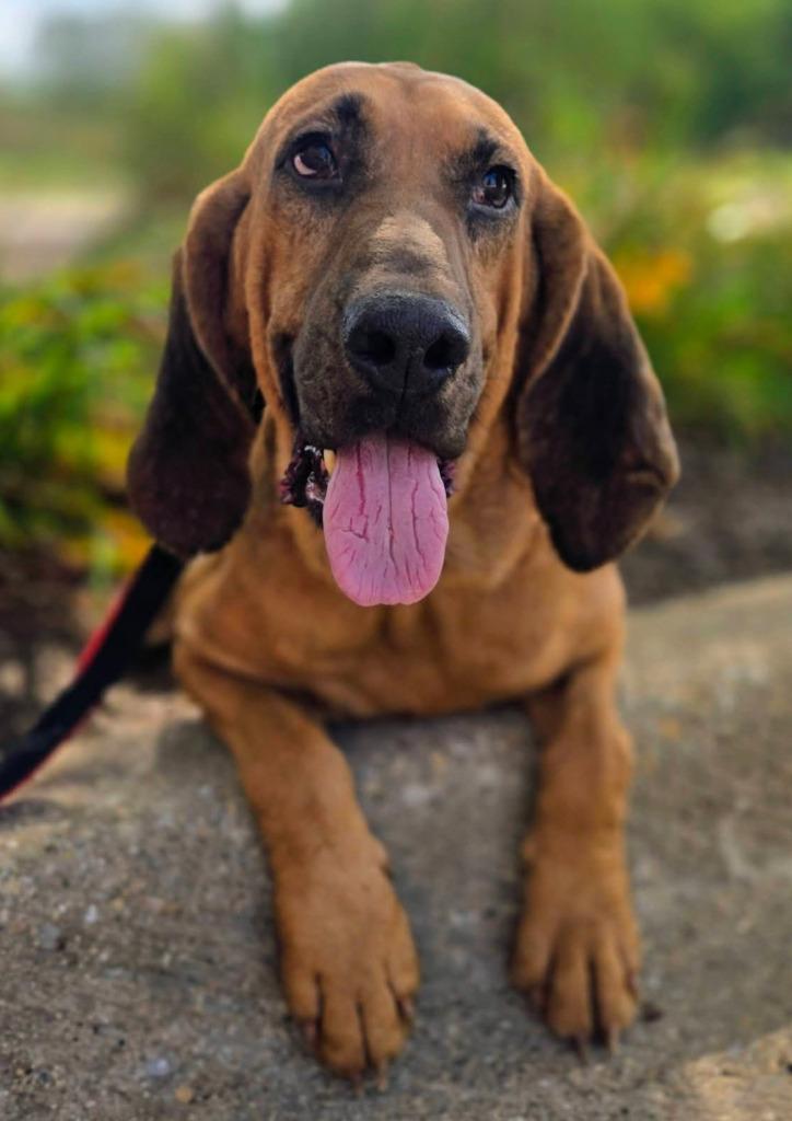 Amos, Adoptable, Adult Male Bloodhound.