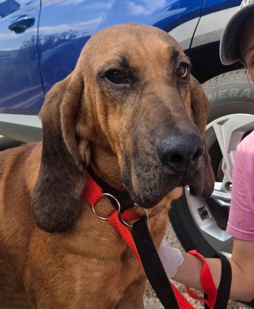 Enlarge Amos, a Adoptable Bloodhound in Warren, MI image 2/3