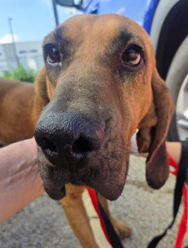 Enlarge Amos, a Adoptable Bloodhound in Warren, MI image 3/3