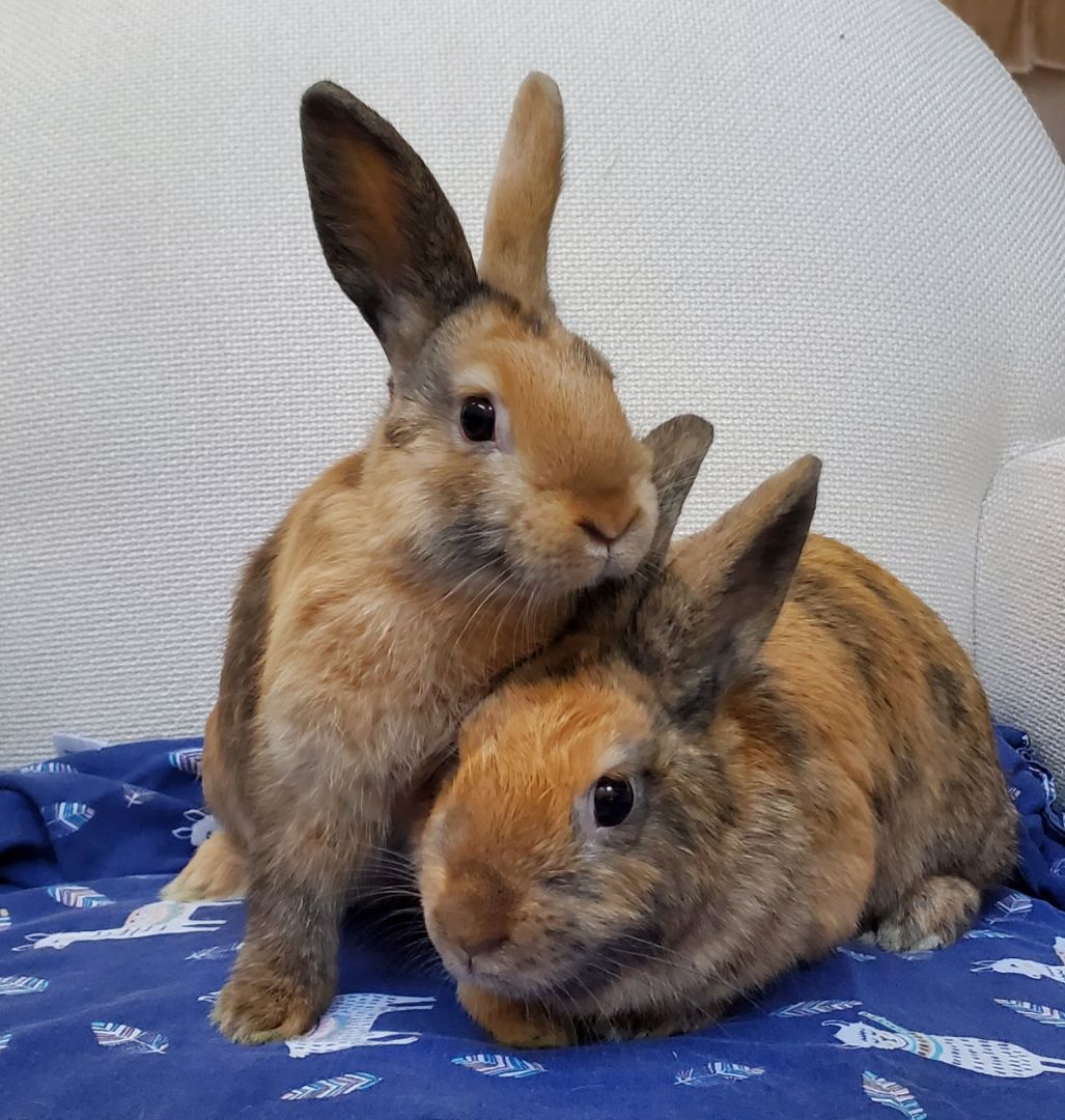 Chestnut & Clove photo 2