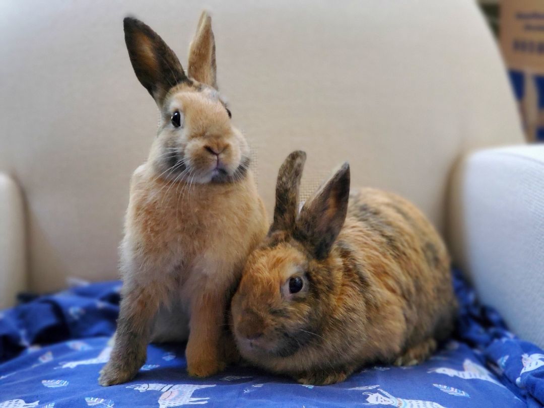 Chestnut & Clove photo 3