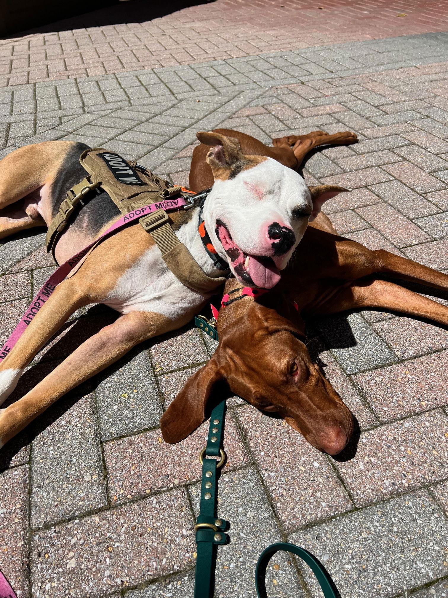 Enlarge Lupin, a Adopted mixed breed in Richmond, VA image 2/3