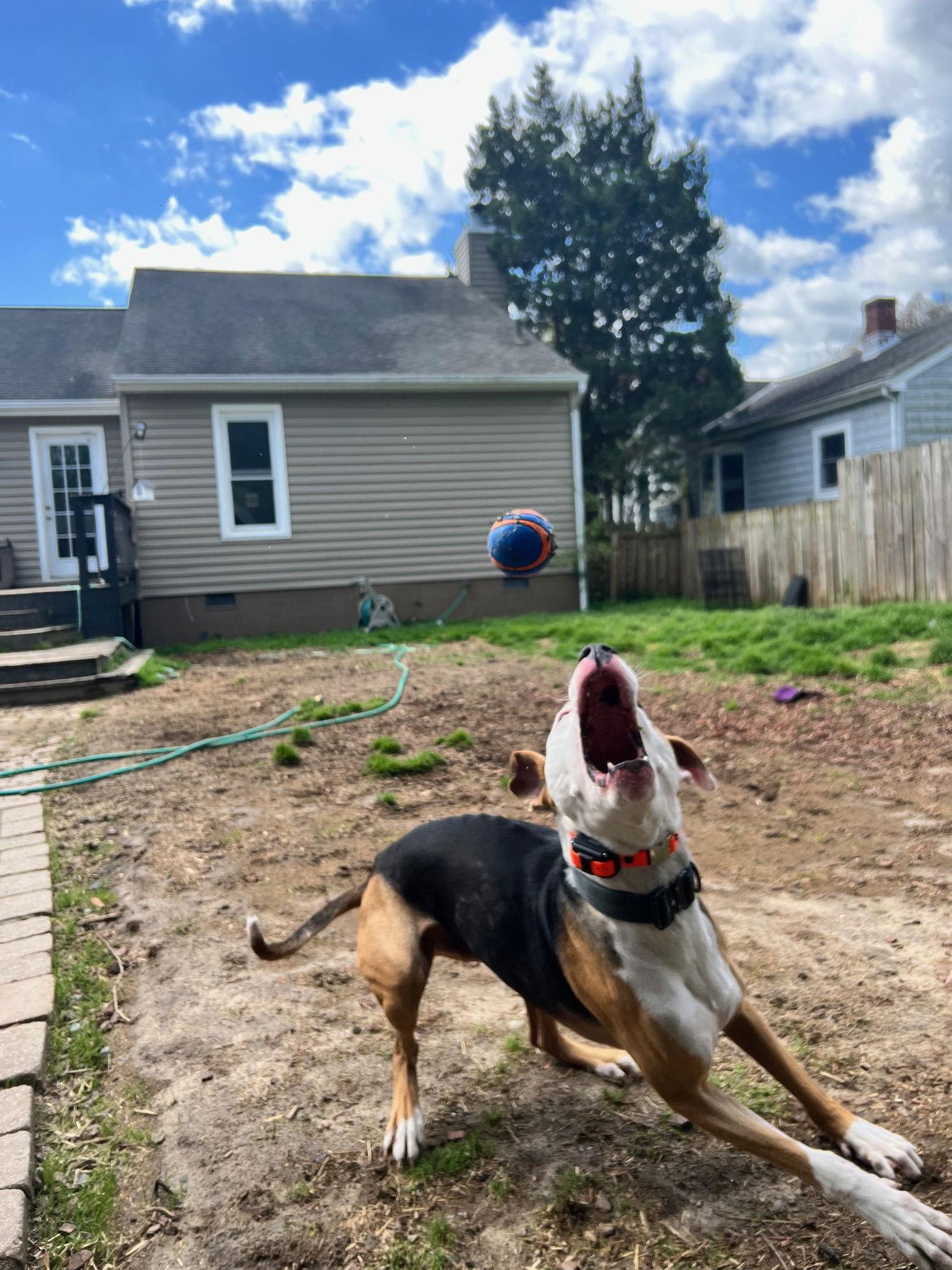 Enlarge Lupin, a Adopted mixed breed in Richmond, VA image 3/3